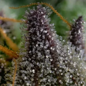 Understanding Terpene Profiles: The Key to Cannabis Effects
