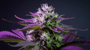 Grow­ing Lime OG in Cold Clim­ates: Tips for Succ­ess