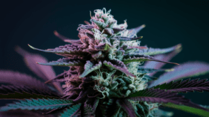 Cooking with Lime OG: Edible Recipes and Dosing Guide