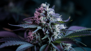 How to Store Lime OG for Maximum Freshness