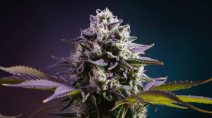 Lime OG Concentrates: Wax, Shatter, and Live Resin