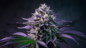 Lime OG Terpene Profile: Understanding the Aromatics