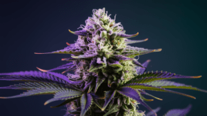 Medical Benefits of Lime OG: Research and Patient Experiences